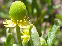 Attēlu rezultāti vaicājumam “Ranunculus sceleratus flower”