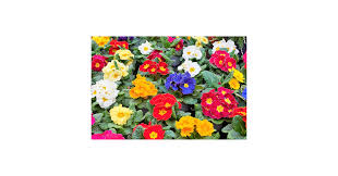 Attēlu rezultāti vaicājumam “Primula x margotae flower”