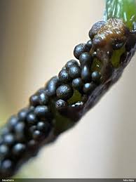 Attēlu rezultāti vaicājumam “Physarum braunianum macro”