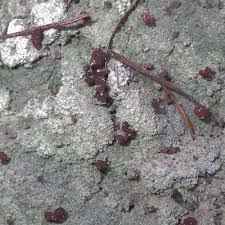 Attēlu rezultāti vaicājumam “Baeomyces rufus”