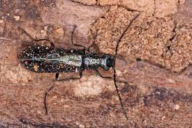 Attēlu rezultāti vaicājumam “Dasytes caeruleus imago”