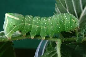 Attēlu rezultāti vaicājumam “Amphipyra perflua”