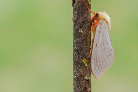 Attēlu rezultāti vaicājumam “Hepialus humuli male”