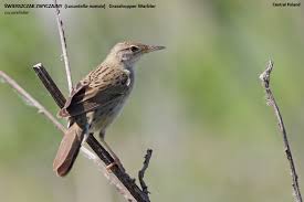 Image result for Locustella naevia