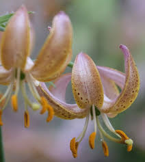 Attēlu rezultāti vaicājumam “Lilium martagon flower”
