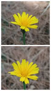 Attēlu rezultāti vaicājumam “Hieracium vulgatum bud”