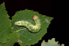 Attēlu rezultāti vaicājumam “Tethea or”