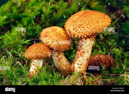 Attēlu rezultāti vaicājumam “Pholiota flammans”