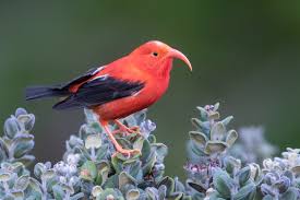 Attēlu rezultāti vaicājumam “Fringillidae”