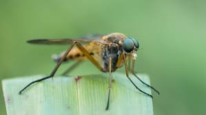 Attēlu rezultāti vaicājumam “Rhagionidae”