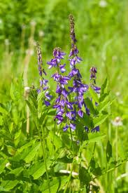 Attēlu rezultāti vaicājumam “Galega orientalis flower”