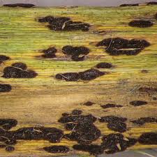 Attēlu rezultāti vaicājumam “Pucciniales”