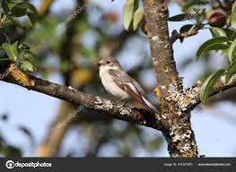 Image result for Ficedula albicollis