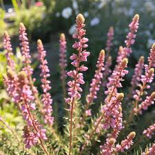Attēlu rezultāti vaicājumam “Calluna vulgaris fruit”