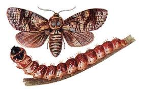 Attēlu rezultāti vaicājumam “Cossus cossus imago”