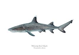 Image result for Triaenodon obesus