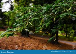 Attēlu rezultāti vaicājumam “Tilia platyphyllos Laciniata fruit”