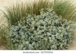 Attēlu rezultāti vaicājumam “Eryngium maritimum”