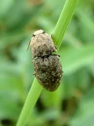 Attēlu rezultāti vaicājumam “Agrypnus murinus”