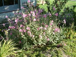Image result for Lavatera thuringiaca