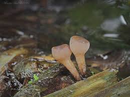 Attēlu rezultāti vaicājumam “Myriosclerotinia scirpicola”