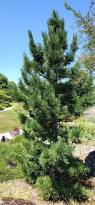 Image result for Pinus cembra