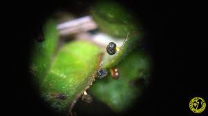 Attēlu rezultāti vaicājumam “Physarum melleum macro”