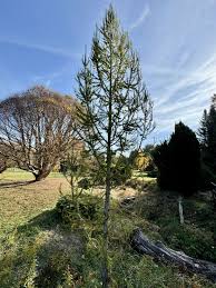 Attēlu rezultāti vaicājumam “Larix kaempferi”