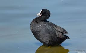 Attēlu rezultāti vaicājumam “Fulica atra adult”