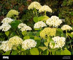 Attēlu rezultāti vaicājumam “Hydrangea arborescens subsp. discolor flower”