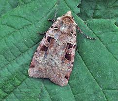 Attēlu rezultāti vaicājumam “Xestia triangulum”