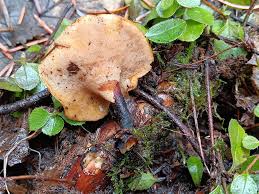 Attēlu rezultāti vaicājumam “Polyporus melanopus”