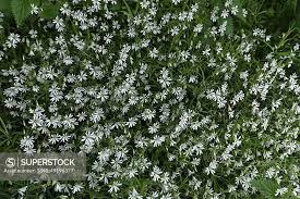 Attēlu rezultāti vaicājumam “Stellaria holostea”