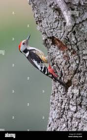 Attēlu rezultāti vaicājumam “Dendrocopos medius nest”