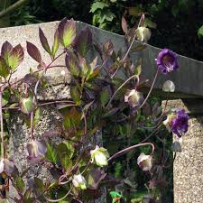 Image result for Glockenrebe