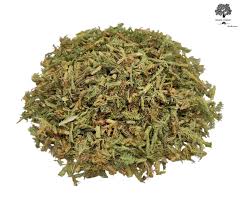 Attēlu rezultāti vaicājumam “Lycopodium clavatum”