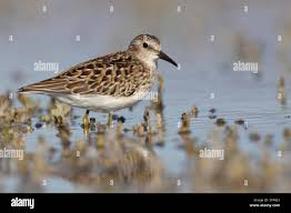 Image result for Calidris minutilla