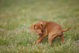 Image result for Pointers