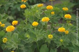 Attēlu rezultāti vaicājumam “Ranunculus bulbosus flower”