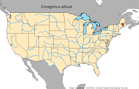 Image result for Coregonus albula