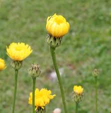 Attēlu rezultāti vaicājumam “Hypochaeris maculata flower”