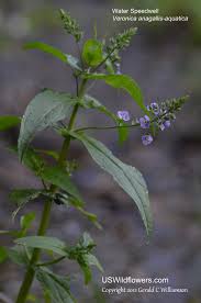 Attēlu rezultāti vaicājumam “Veronica anagallis-aquatica flower”