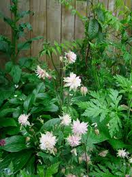 Image result for Aquilegia vulgaris `Nora Barlow`