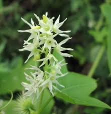Attēlu rezultāti vaicājumam “Echinocystis lobata leaf”
