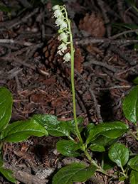 Attēlu rezultāti vaicājumam “Orthilia secunda fruit”