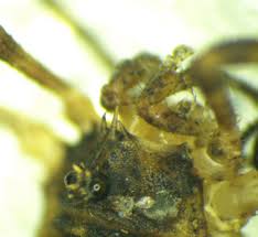 Attēlu rezultāti vaicājumam “Lophopilio palpinalis”