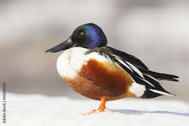 Attēlu rezultāti vaicājumam “Anas clypeata male”