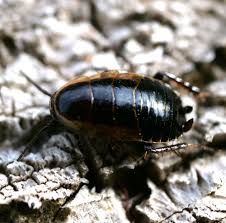 Attēlu rezultāti vaicājumam “Ectobius sylvestris”