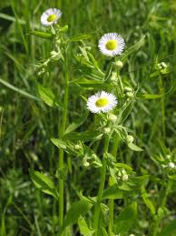Attēlu rezultāti vaicājumam “Erigeron annuus flower”