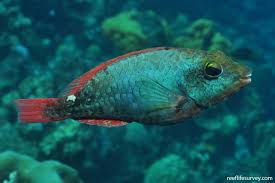 Image result for Sparisoma frondosum